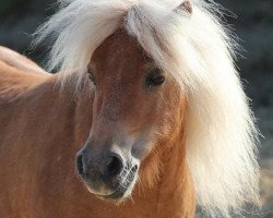 Pferd Little Henry S (Shetland Pony, 2002)