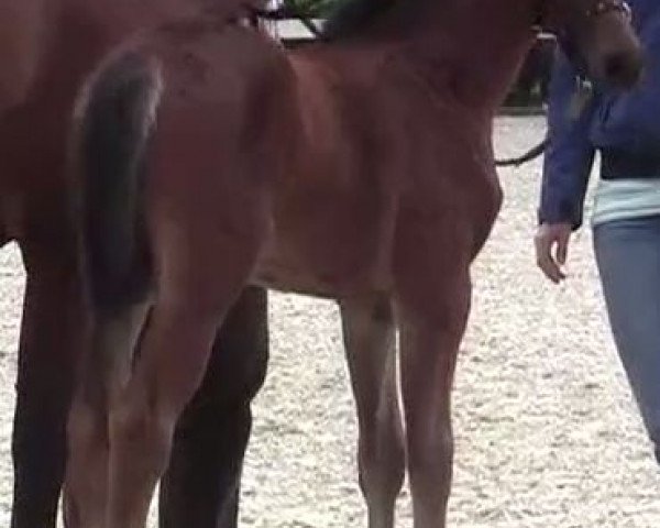 broodmare Donnerdia (Westphalian, 2007, from Diamond Magic)