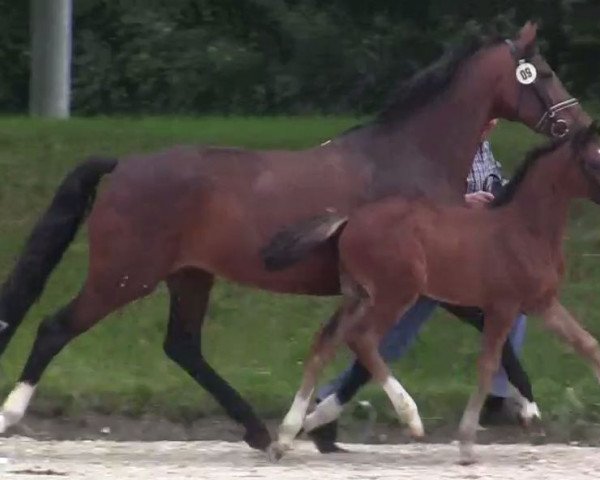 Zuchtstute Stute von Diamond Magic (Westfale, 2014, von Diamond Magic)