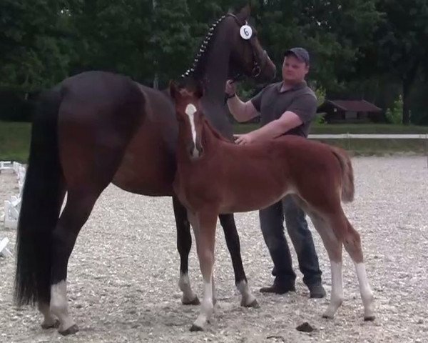 dressage horse Stute von Diamond Magic (Westphalian, 2004, from Diamond Magic)