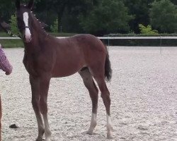 Dressurpferd Diamond Suprise P (Westfale, 2003, von Diamond Magic)