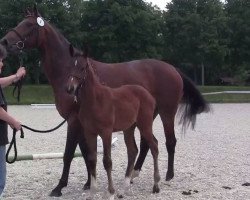 Dressurpferd Stute von Diamond Magic (Westfale, 2001, von Diamond Magic)