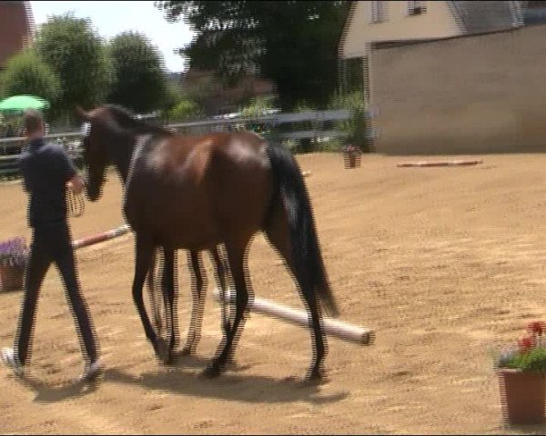 Video of Cosmopolitan B