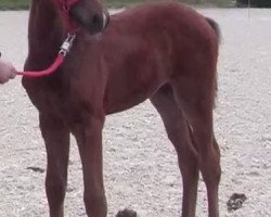 dressage horse Stute von Diamond Magic (Westphalian, 2002, from Diamond Magic)