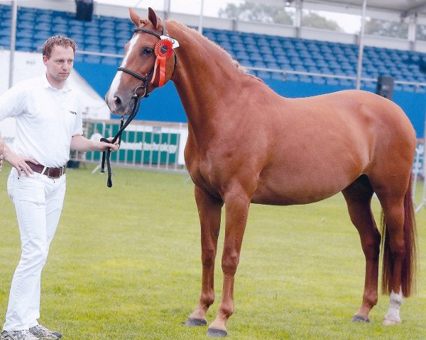 Zuchtstute Rozantica B (KWPN (Niederländisches Warmblut), 1998, von Corland)