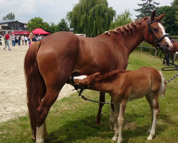 broodmare Heiligenberg's Colorful Lady (German Riding Pony, 2006, from Charm of Nibelungen)