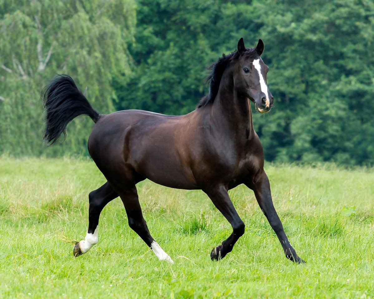 dressage horse Buenteeichen Maringo (German Riding Pony, 1997, from Bünteeichen-Manolito)