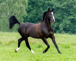 dressage horse Buenteeichen Maringo (German Riding Pony, 1997, from Bünteeichen-Manolito)