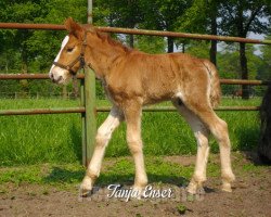 horse Felix (Rhenish-German Cold-Blood, 2014, from Franco)