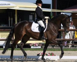 dressage horse Rocking Rose W (Westphalian, 2009, from Rock Forever NRW)