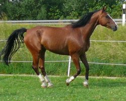 horse Santino (German Sport Horse, 2003, from San Juan)