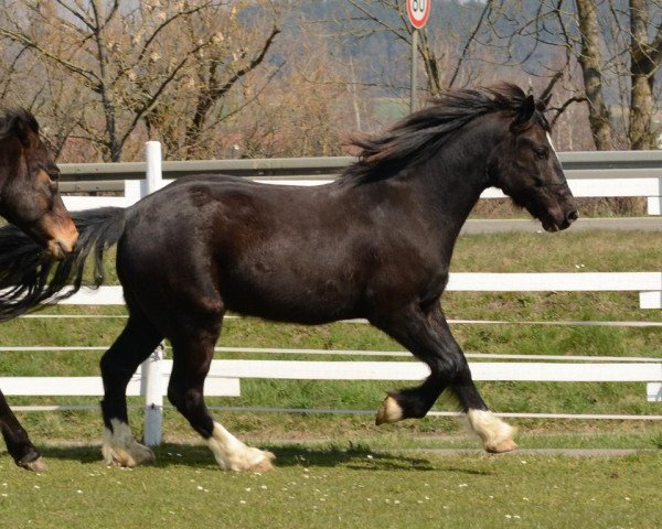 horse Valando (Welsh-Cob (Sek. D), 2009, from Ceres Commando)