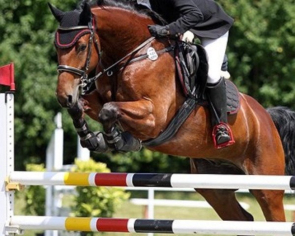jumper Lucca 104 (German Sport Horse, 2007, from Lancado)