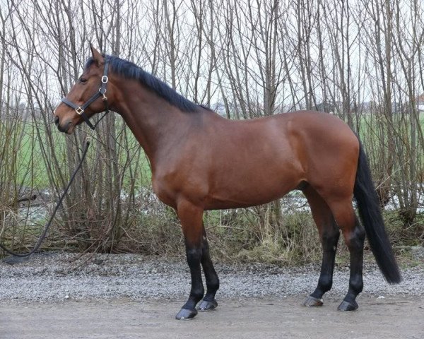 Pferd Furor grande (Westfale, 1996, von Ferragamo)