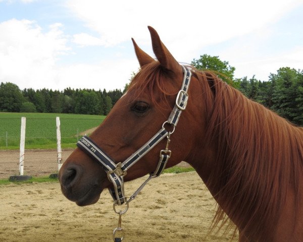 horse Marella 2007 ox (Arabian thoroughbred, 2007, from Blesk ox)