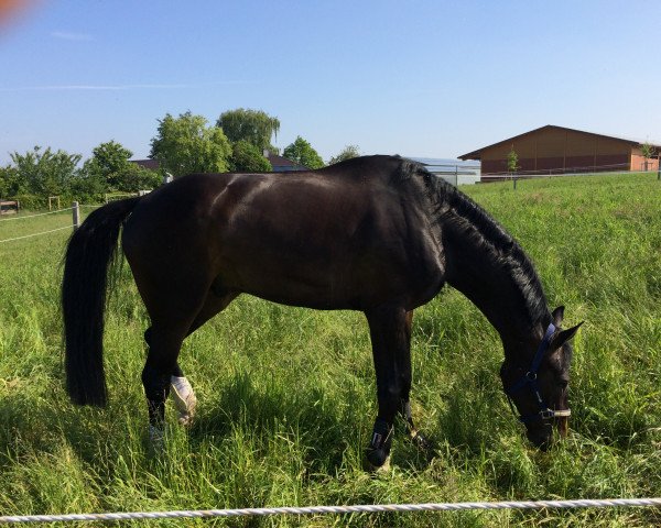 dressage horse Sir Diego 2 (Rhinelander, 2009, from Sandro Hit)