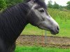 horse Black Diamond (German Riding Pony, 2010, from Black Ombre)