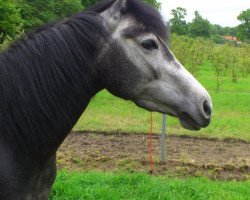 Pferd Black Diamond (Deutsches Reitpony, 2010, von Black Ombre)