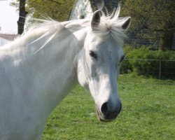 broodmare Alaska (German Riding Pony, 1994, from Postrat)