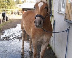 horse Nepomuck (Haflinger, 2002, from Naxan (6,25% ox))