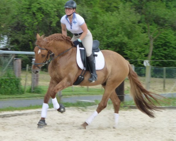 jumper Diquido (Lusitano, 2008)