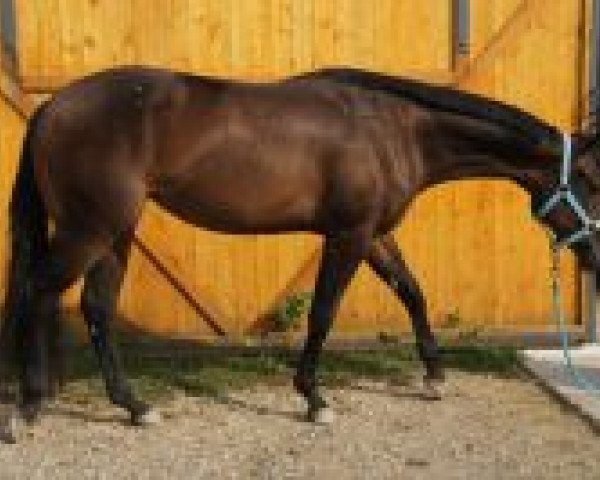 broodmare Emmas Invitation (Quarter Horse,  , from Hotroddin Invitation)