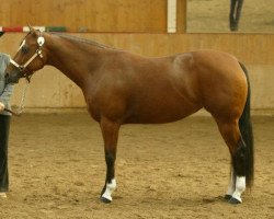 Pferd Chips Choco Time (Quarter Horse, von Zippo Pine Time)