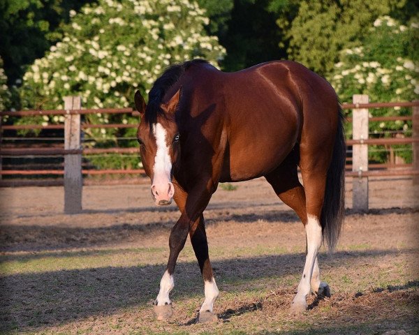 horse Chocolate What Else (Quarter Horse, 2012, from Hints Lenny Rooder)