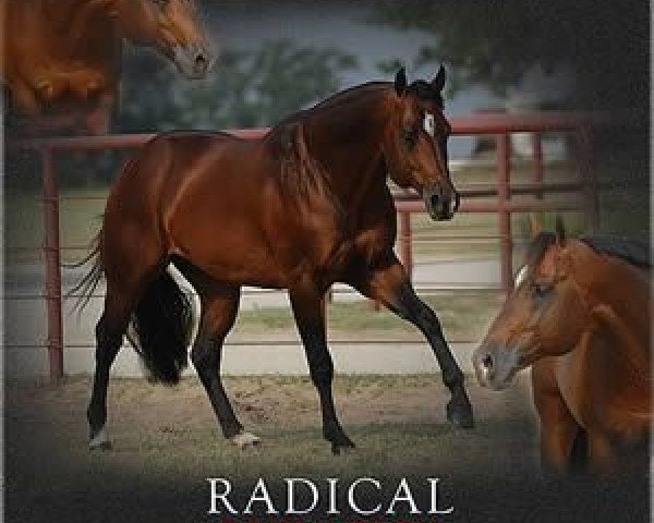Deckhengst Radical Revolution (Quarter Horse, 1996, von Radical Rodder)