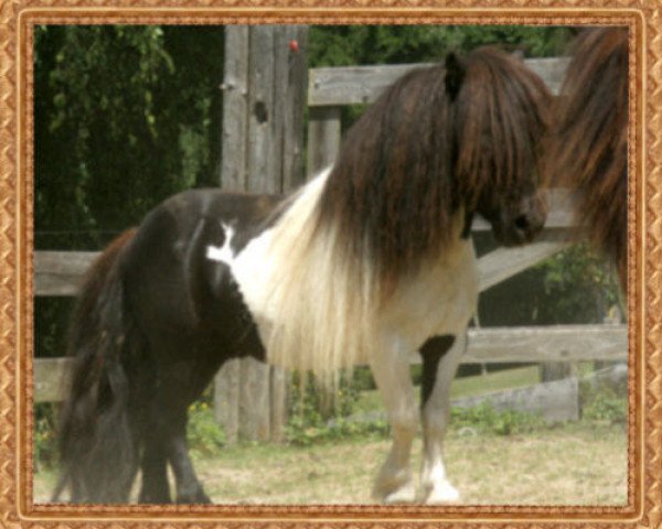 stallion Karat El Saraja (Shetland pony (under 87 cm), 2000, from Knutje de Valk)