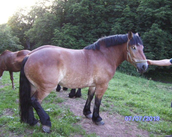 broodmare Donna Dora (Rhenish-German Cold-Blood, 2007, from Don Camillo II (Django))