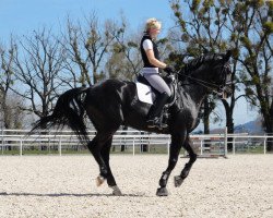 dressage horse Halloj (Hanoverian, 2006, from Don Frederico)