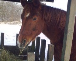 horse Weissherbst (Hanoverian, 1988, from Weissenburg)