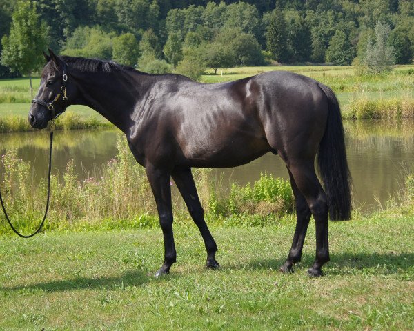 dressage horse Amazing Ansgar (ex Alingho) (Trakehner, 2007, from Gribaldi)