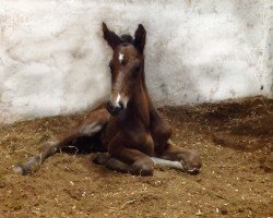 Springpferd Chico´s Dinarius (Deutsches Sportpferd, 2014, von Chico's Boy)