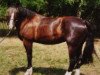 broodmare Orlanda (Heavy Warmblood, 1991, from Geronimo)