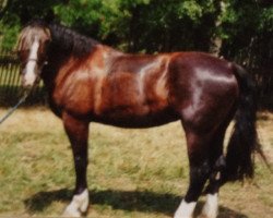 Zuchtstute Orlanda (Schweres Warmblut, 1991, von Geronimo)