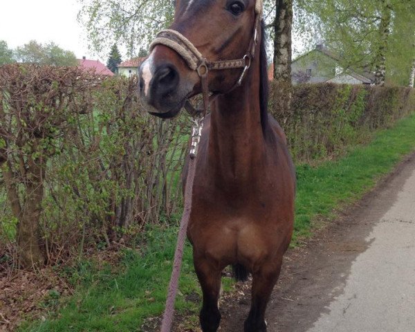 horse First Samurai (Bavarian, 1993, from Feuerglut)