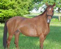 broodmare Wanda (Hanoverian, 1994, from Westerland)