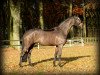 broodmare Sweet Chocolate (Westphalian, 2010, from Son of Cologne)