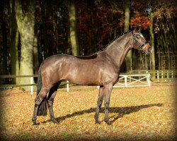 Zuchtstute Sweet Chocolate (Westfale, 2010, von Son of Cologne)