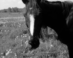 broodmare Sonja (Oldenburg, 1990, from Sion)