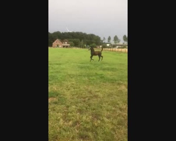 Video of Camargo