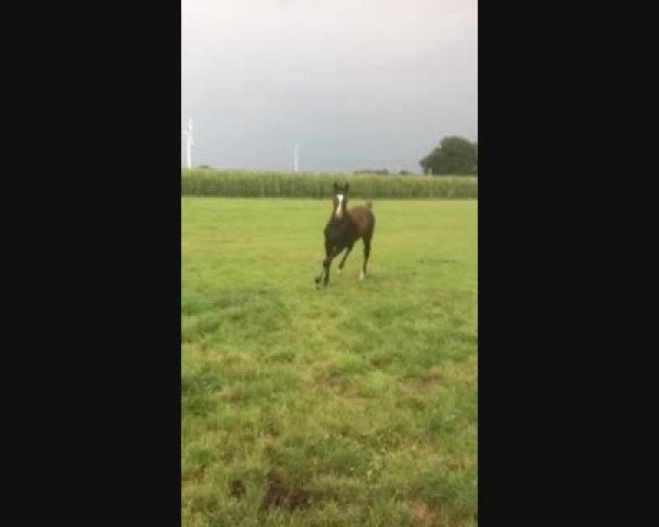 Video of Camargo