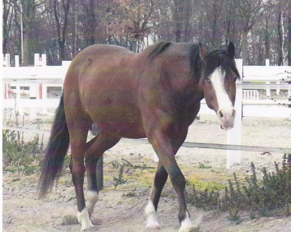 Pferd Bako (Deutsches Reitpony, 2002, von Santo)
