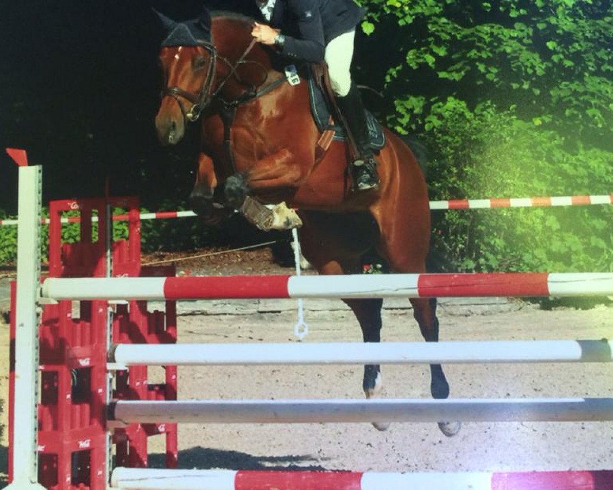 Springpferd Cabiria M (Rheinländer, 2008, von Captain Fire)