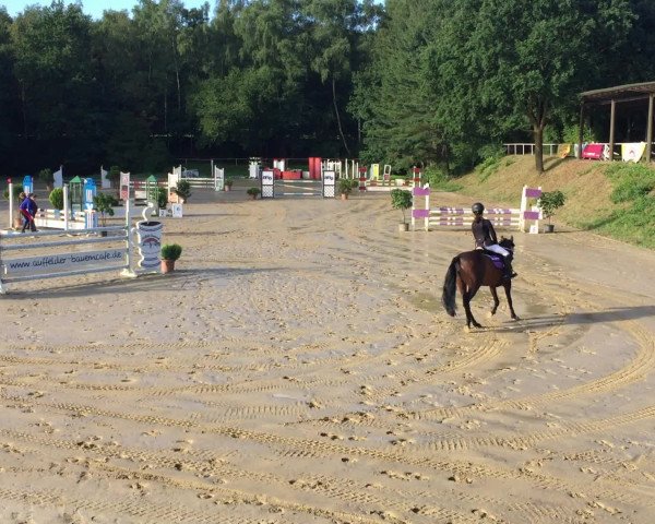 Reitturnier Viersen-Dülken 2017