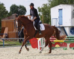 dressage horse Ria GM (Zweibrücken, 2008, from Riccio)