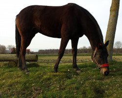 horse Gina Ginelli 86 (Westphalian, 2004, from Gino Ginelli)