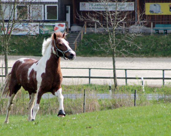 dressage horse Chico (German Riding Pony, 1998)
